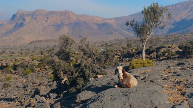 A mountain goat rests on a large rock amidst the rugged, dry, and rocky terrain of Wadi Bani Khalid, a region known for its dramatic mountains and hidden oases in the Sultanate of Oman.