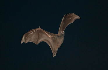 grey headed flying fox bats flying at night.