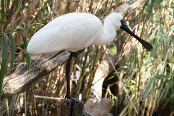 the royal spoonbill is perched on a fence