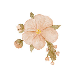 Peach flower watercolor illustration with soft textured buds and green leaves, hand-painted and isolated on white, ideal for wedding stationery, feminine branding, spring decor, invitations, cards