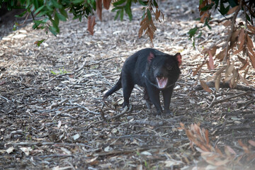 the Tasmanian Devil is snarling