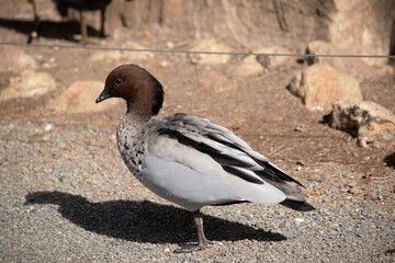 this is a side view of a male wood duck
