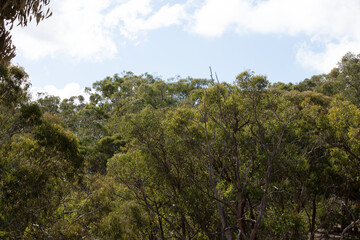 An Australia woodland scene