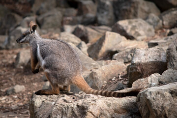 this is a side view of a yellow footed rock wallaby