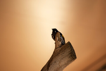 the yellow tufted honeyeater is perched on a log