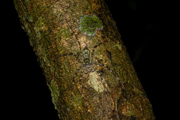 Lichen Huntsman Spider (Pandercetes sp.) Camouflaged on Tree © timla wildlife
