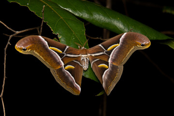 Lesser Atlas Moth (Samia sp.) © timla wildlife