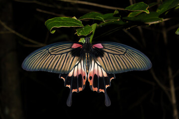 Great Mormon butterfly (Papilio agenor) female © timla wildlife