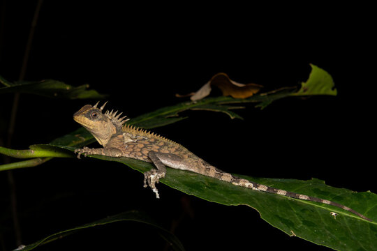 Cardamom Mountains Pricklenape (Acanthosaura cardamomensis)