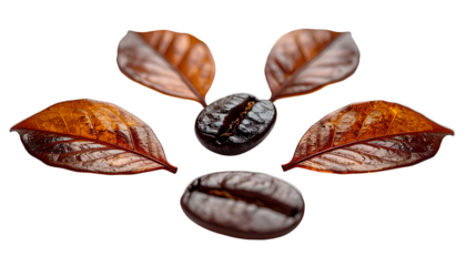 Coffee beans arranged with leaves on black. Close-up, macro composition