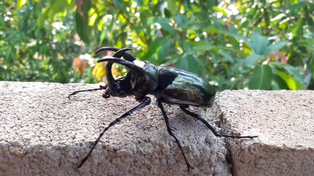 three-horned bug, big black brown male in forest will leave trunk of tree, be wall climbing fighting beetle animal Thailand.