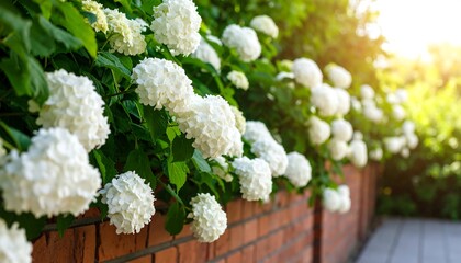 Close-up of white, fluffy blossoms cascading over a red brick wall with sunlight shining on the right
