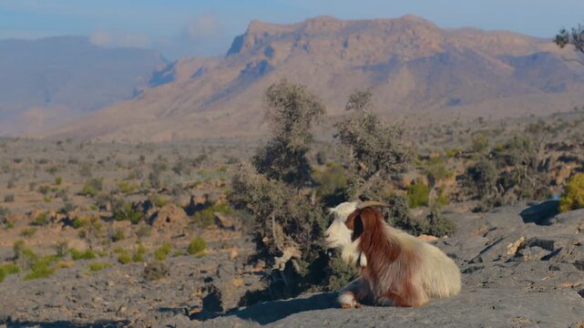 A lone mountain goat with white and brown fur is seen resting on a large rock, overlooking the vast, rugged, and arid mountainous terrain of Wadi Bani Khalid in the Sultanate of Oman.