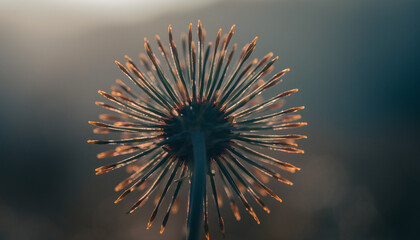 Detailed Macro View of an Abstract Dried Seed Head Against a Soft, Golden Bokeh Background at Sunset