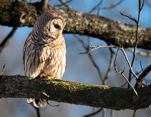 Barred Owl Perched