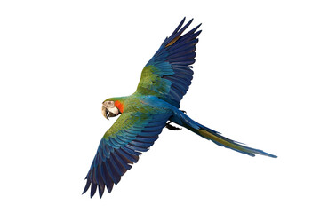 Colorful flying Harlequin Macaw parrot isolated on transparent background png file