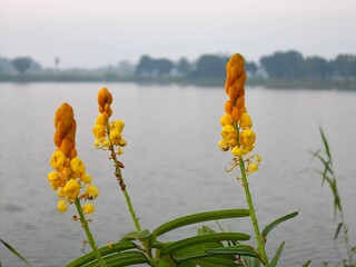 Beautiful yellow flowers of the Senna alata plant in a natural outdoor setting. 