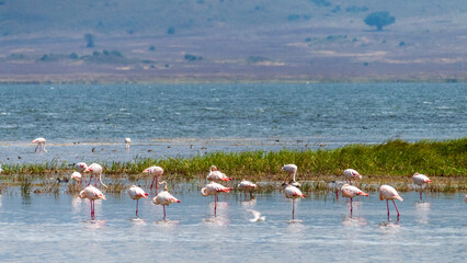 Greater Flamingos - Phoenicopterus roseus- standing in lake Magadi in the Ngorogoro Crater in Tanzania