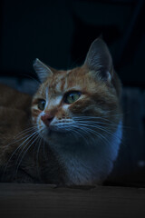 Cinematic close-up portrait of a ginger tabby cat looking away with dramatic lighting and dark background