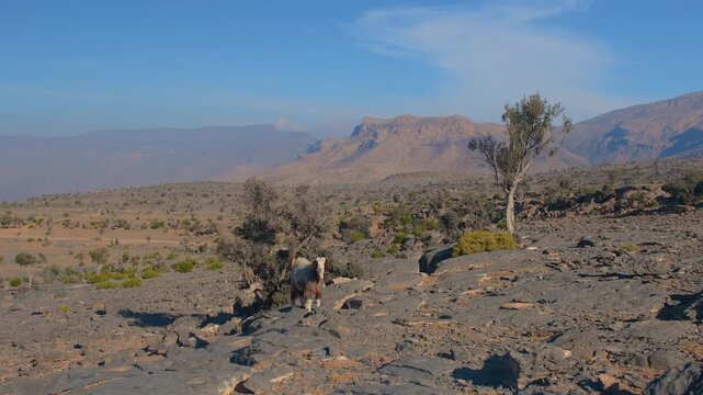 A scenic view of the vast, arid landscape and rugged mountains in the Wadi Bani Khalid region of Oman. The footage captures the natural beauty of the rocky terrain and sparse vegetation under a clear 
