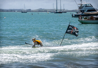 French Bulldog Surfing in Russell, New Zealand