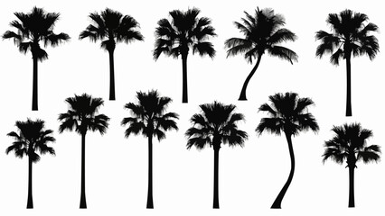 Collection of Silhouette Palm Trees on White Background.