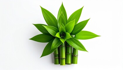 Lucky Bamboo Plant Arrangement on White Background