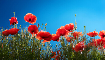 Red Poppies On Vibrant Blue Background