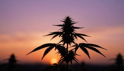 palm tree silhouette at sunset