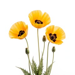 Obraz premium Striking cluster of yellow poppies on a pristine white background in studio setting