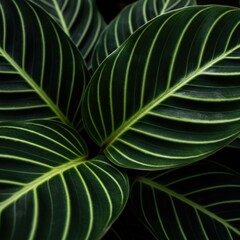 Close up of Xanadu Philodendron leaves.
