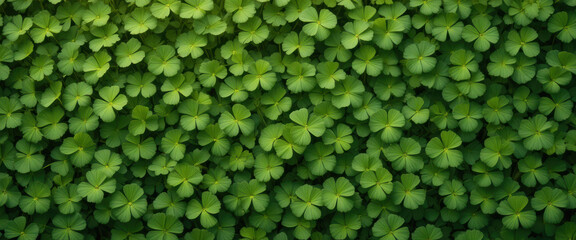 Green clover leaf pattern background nature texture plant foliage luck outdoor garden summer freshness calm