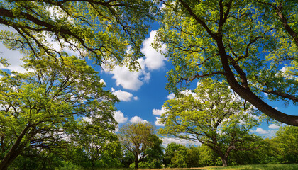 Vibrant Tree Canopy Reaching Towards A Blue Sky With Fluffy Clouds In A Tranquil Natural Setting