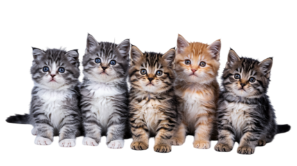 Five adorable kittens in playful pose with cute facial expressions in soft studio lighting on white background for pet advertising