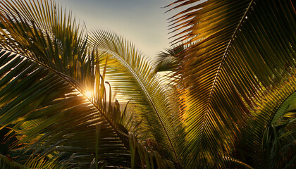 Sunlight Filtering Through Palm Leaves At A Serene Tropical Oasis In The Afternoon