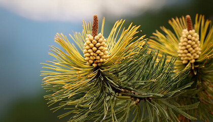 Seed Cluster From A Pine Cone