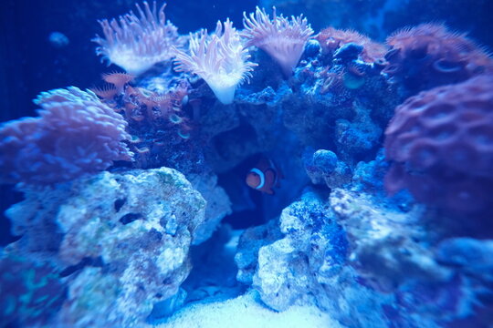 colorfull sead fish in aquarium