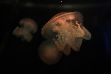 a collorfull jellyfish in aquarium © Humberto