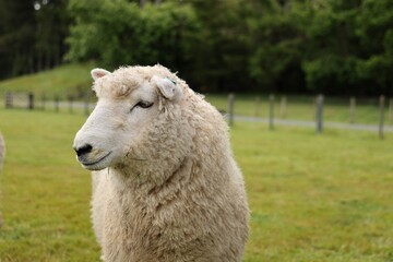 Obraz premium New Zealand Rotorua Fluffy White Sheep Standing Green Pasture 24.11.2025