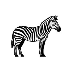 Obraz premium Black and White Zebra Standing Sideways.