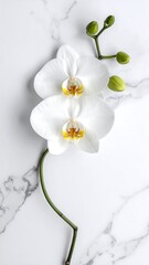 Two white orchids with yellow centers lie on veined marble background with green buds