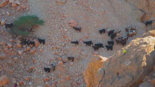 Footage of a herd of goats climbing and grazing on the rocky, dry mountainsides in the scenic Wadi Bani Khalid region of Oman, Middle East. The area is known for its stunning desert landscapes and rug
