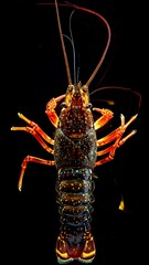 Vivid orange and dark-speckled lobster, top-down view, displaying intricate details against a solid black backdrop