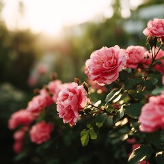 Beautiful Pink Roses Illuminated by Morning Light Springtime Blossoms Floral Beauty Rose Garden Nature's Delight Sunlight Warmth Delicate Petals