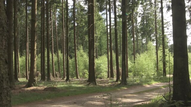 The Ardennes Forest in Belgium - Site of the Battle fo the Bulge