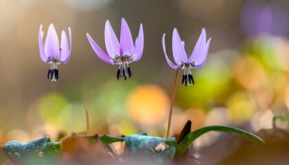 Three delicate, light purple wildflowers stand tall, with yellow and green bokeh in the background. The focus is on the petals