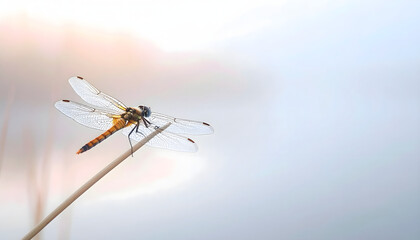 Close up of dragonfly with intricate wing patterns perched on reed over water with blurred background