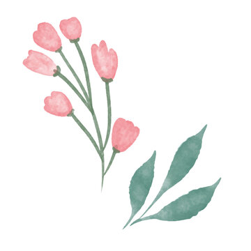 Watercolor Pink Tulip Flowers with Leaves Illustration