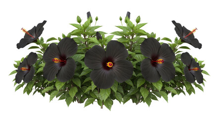 Rare black hibiscus flower bush with dark petals and green leaves isolated on white