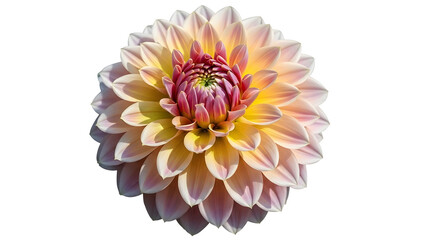 A beautiful close up view of a vibrant multi colored dahlia flower